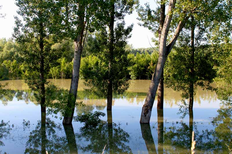 lobau